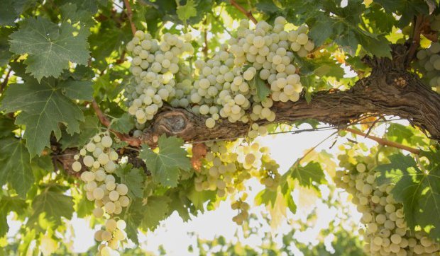 otras uva otras variedades de uva montilla-moriles
