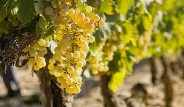 uva pedro ximenez uva pedro ximenez montilla-moriles
