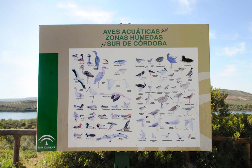 aves acuaticas Laguna del Zóñar we love montilla moriles cordoba