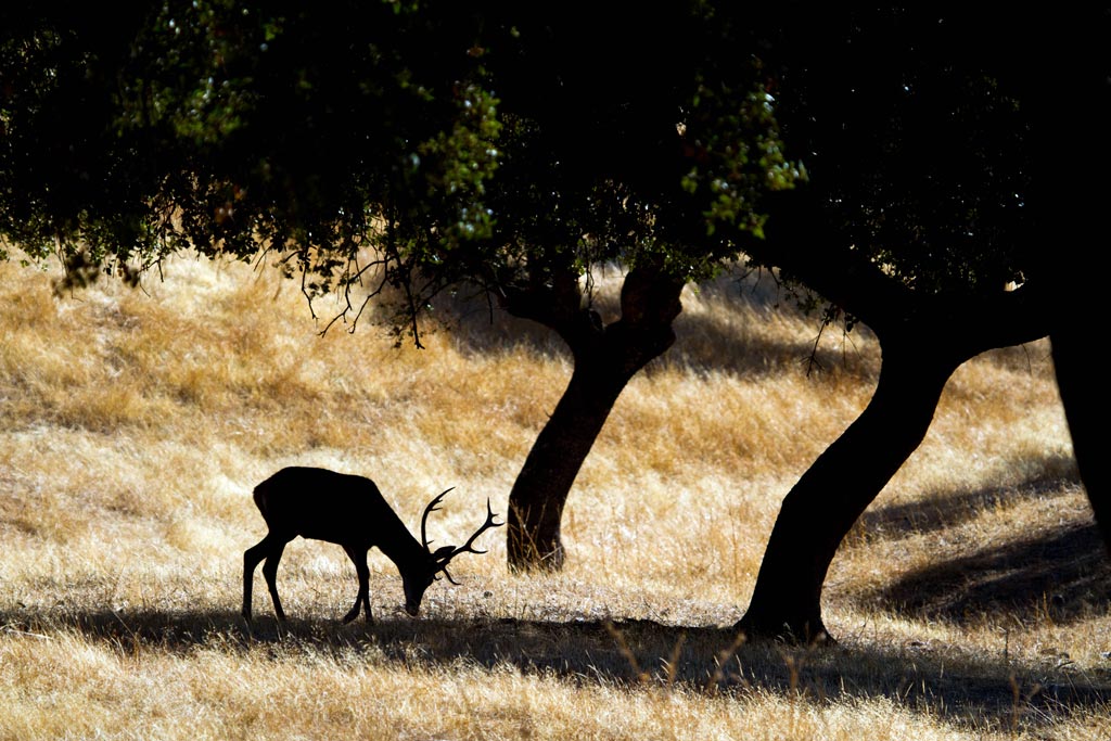 Fotógrafo de naturaleza en la Campiña Cordobesa, Manuel Cruz - We Love Montilla Moriles