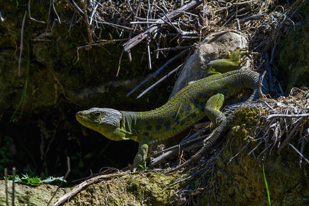 Lagarto en la Campiña Cordobesa. Fotógrafo Manuel Cruz - We Love Montilla Moriles