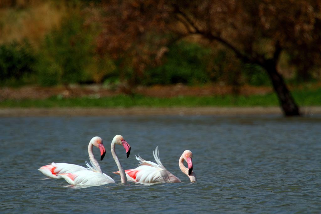 Foto de flamencos rosas en la Campiña Cordobesa. Manuel Cruz - We Love Montilla Moriles