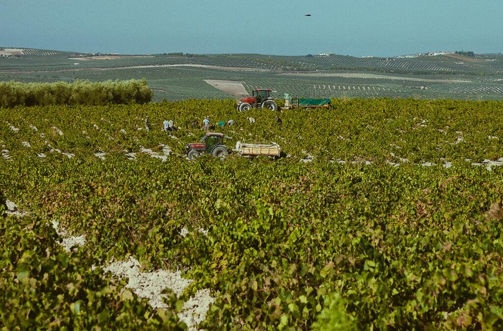 Las viñas en vaso son cada vez menos numerosas - We Love Montilla Moriles