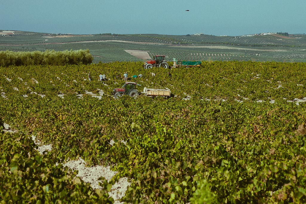 Las viñas en vaso son cada vez menos numerosas - We Love Montilla Moriles