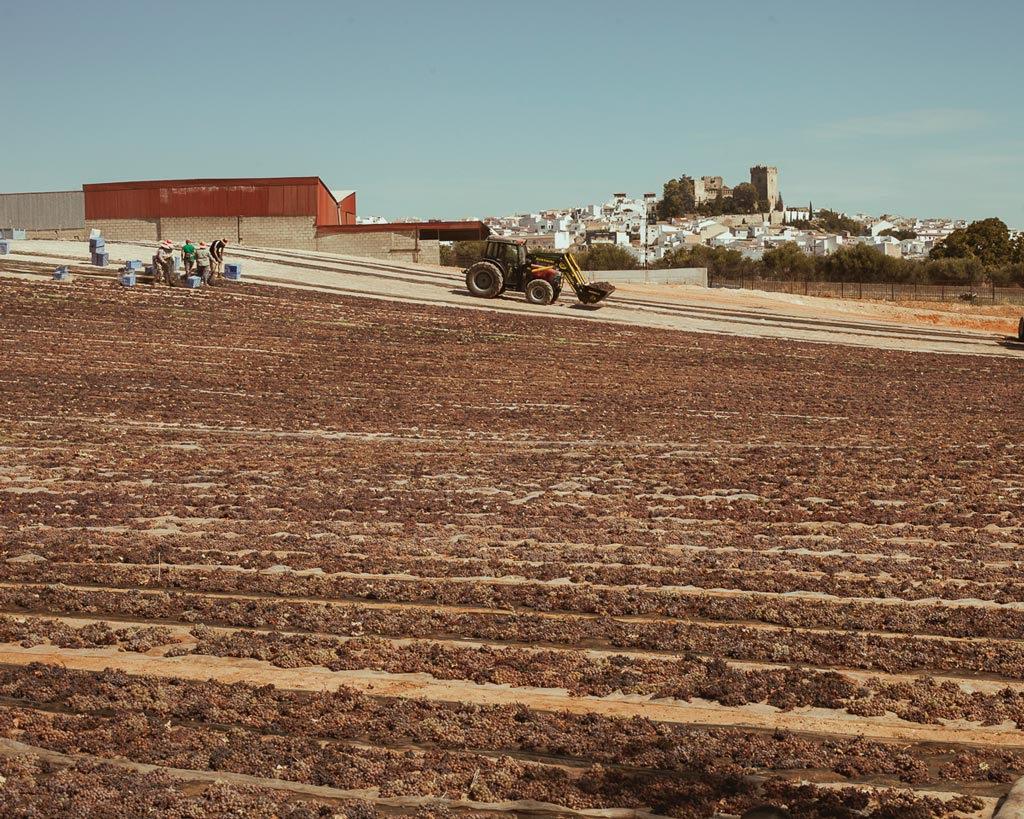 Pasera de Montemayor, la más grande de Europa - We Love Montilla Moriles