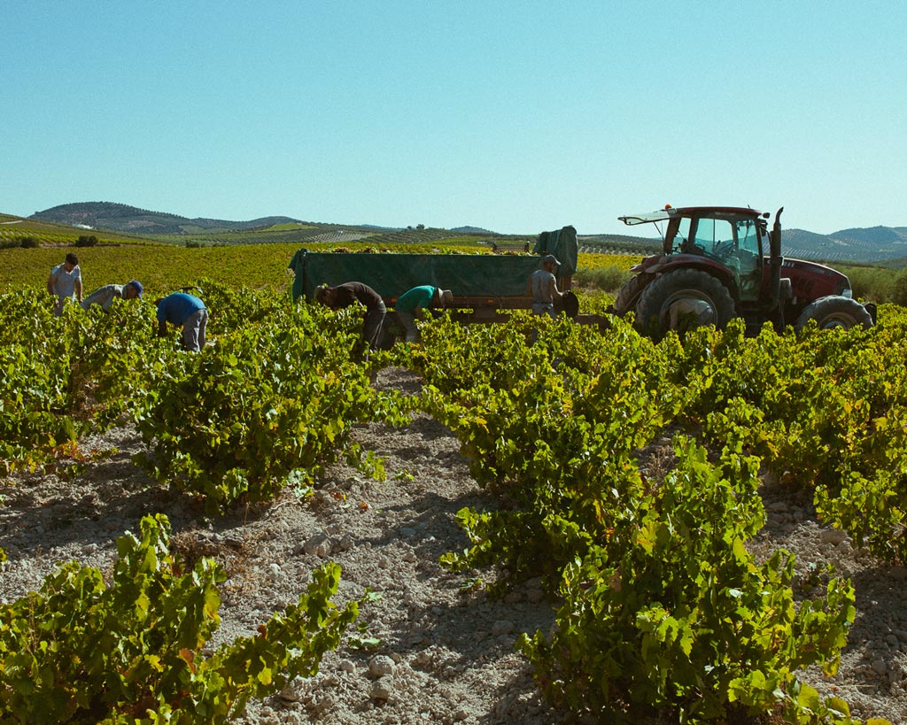 las cuadrillas de vendimiadores empiezan a no ser la estampa habitual - We Love Montilla Moriles