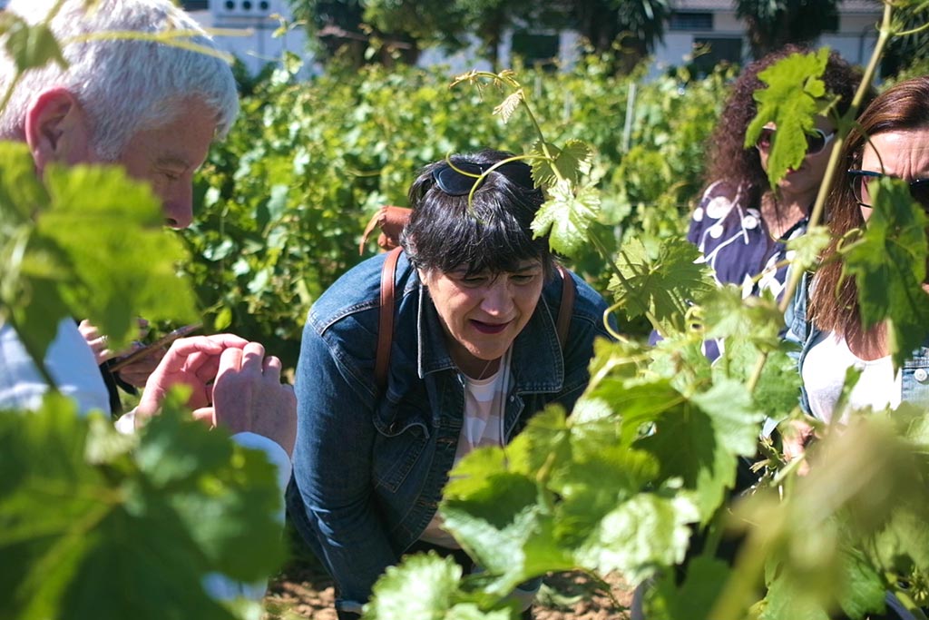 Visita al patio-viñedo ecológico de la Bodega Robles - We Love Montilla Moriles