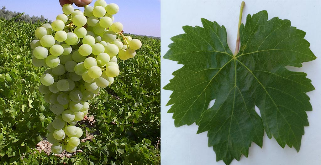 G1 de BODEGAS PÉREZ BARQUERO - We Love Montilla